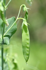 実った畑のサヤエンドウ