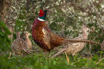 pheasant among cocks - obrazy, fototapety, plakaty