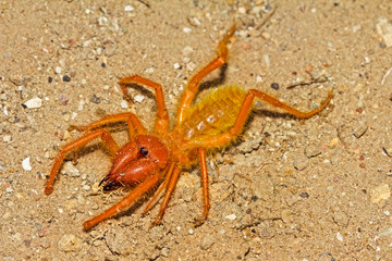 Ferocious looking solifuge spider