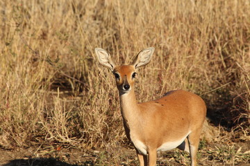 steenbok in South Africa