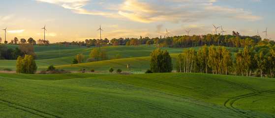  high resolution panorama of the spring field of young green cereal illuminated by the first rays...
