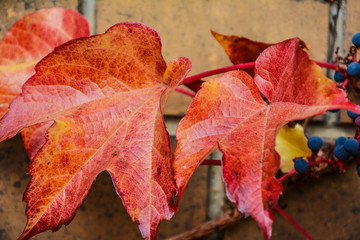 Weinblätter rot im Herbst