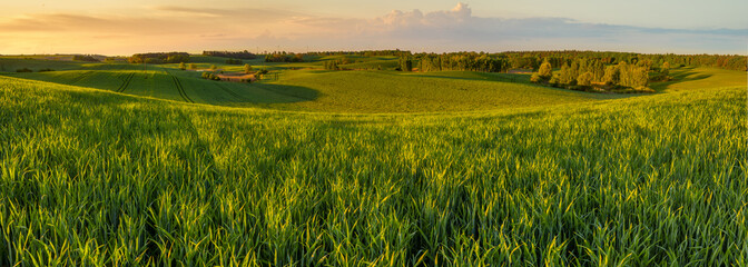 Fototapeta premium high resolution panorama of the spring field of young green cereal illuminated by the first rays of the rising sun
