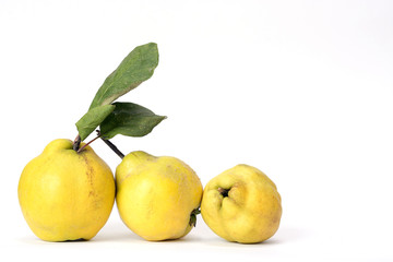 Row of three quinces, an old and traditional kind of fruit, similar to apples and pears