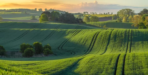   high resolution panorama of the spring field of young green cereal illuminated by the first rays of the rising sun © Mike Mareen