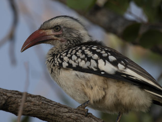 Northern red-billed hornbill sitting on branch, looking left, eye very visible and blue sky in background. Kruger National Park, South Africa