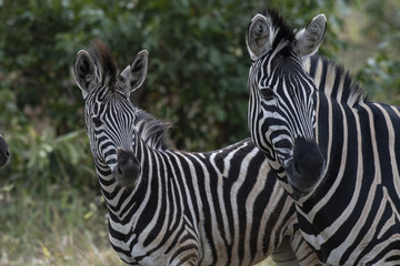 Two Zebra, ( Equus ) looking at camer,with green foliage in background. Kruger National Park, South Africa