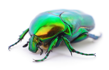 Green beetle on white.