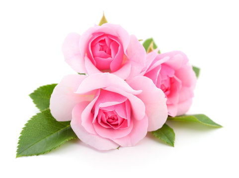 Beautiful pink roses.