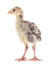 Chicken turkey isolated