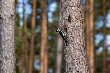 Syrian woodpecker, Dendrocopos syriacus, with worms going to the hollow