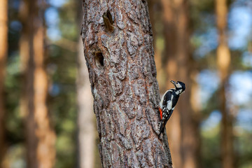Syrian woodpecker, Dendrocopos syriacus, next to the tree hollow