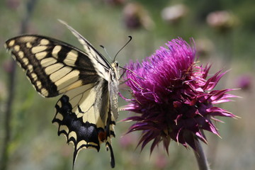 butterfly machaon