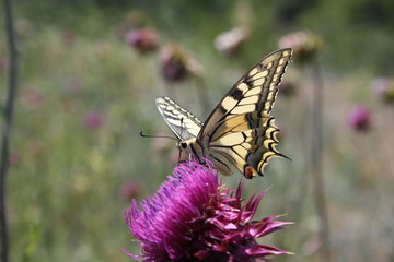 Butterfly on a flower