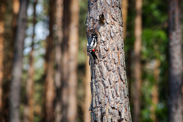 Syrian woodpecker, Dendrocopos syriacus, who is feeding chicks in nest