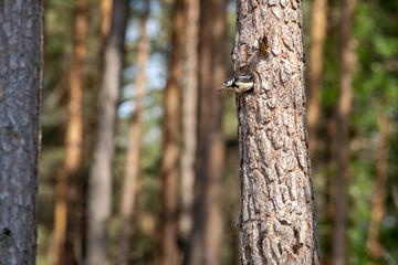 Syrian woodpecker, Dendrocopos syriacus, flying out of the hollow