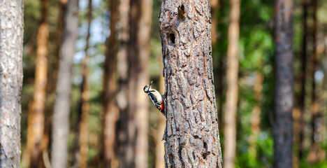 Syrian woodpecker, Dendrocopos syriacus, with worms going to the hollow
