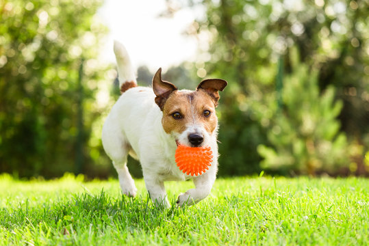 Happy Jack Russell Terrier pet dog playing with toy at back yard lawn