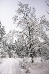 A cloudy winter day in a snowy forest. Thin branches of young trees are bended under abundant snow covering.