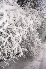 A cloudy winter day in a snowy forest. Thin branches of young trees are bended under abundant snow covering.