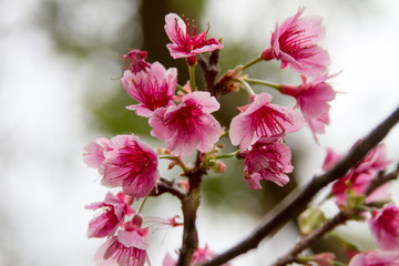 Obraz premium Little Cherries