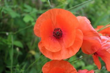 Fototapeta premium coquelicot sauvage