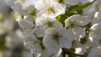 white cherry flowers in the sunlight