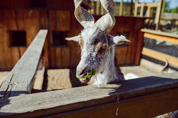 goat close up. zoo life. farming