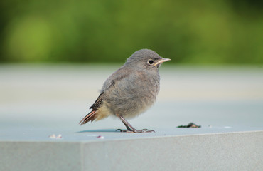 cute chick of black redstart (Phoenicurus ochruros)