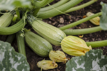 Home Grown Organic Pumpkin on vegetable garden. The green juicy ripening pumpkin on the kitchen garden