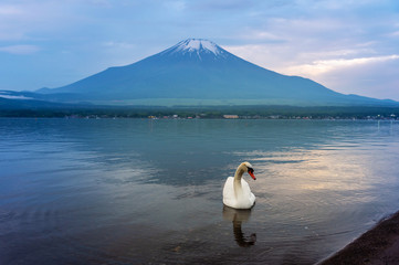 Swan swimming in Yamanaka lake, Japan