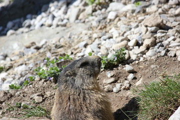 Wachendes Murmeltier