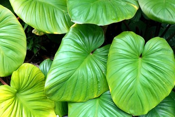 Background of Beautiful Elephant Ear or Colocasia Plants