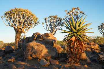 Morning sun hits  aloe quiver trees and rugged rocky terrain of Quiver Tree Forest