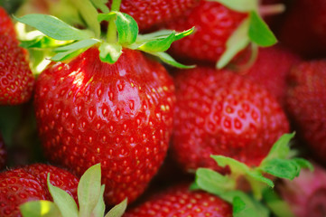 Fresh organic strawberries just after harvesting. Close-up view of ripe red berries. Fruit background