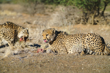 Wild cheetah in Namibia.