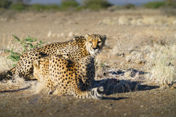 Wild cheetah in Namibia.