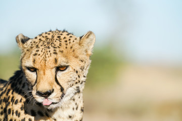 Wild cheetah in Namibia.