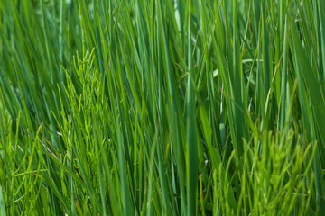 Fototapeta na wymiar background of green grass in a summer day in a meadow