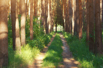 Ground road in pine tree forest with sunlight and green bushes