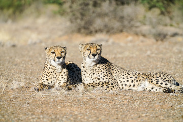 Obraz premium Wild cheetah in Namibia.