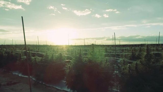 Pan Left Outdoor Cannabis Farm