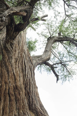Part of an old tree in a cloudy day. Image of an old tree