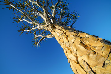 Aloe of quiver tree of Namibia towering skyward