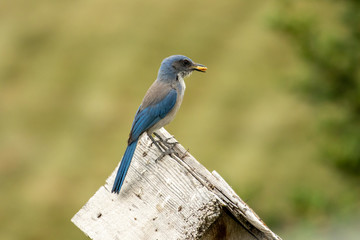 A California scrub-jay sits atop a birdhouse with a nut