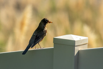 An adult American robin perched on a fence