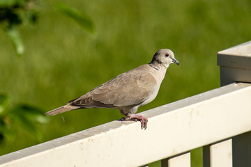 Obraz premium A Eurasian collared-dove perched on a backyard fence peers at the camera