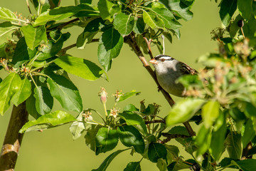 White-crowned sparrow peers through the tree branches