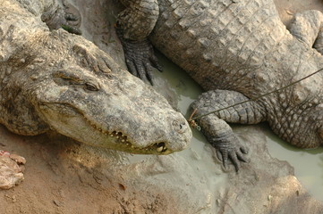 Frightening crocodiles at farm in Thailand