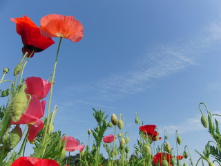 Obraz premium ポピーごしの青空